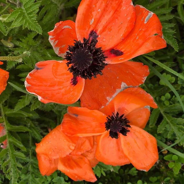 I ❤️ poppies .
@thewander_net .
#poppy #flowers #nature #naturephotography #poppies