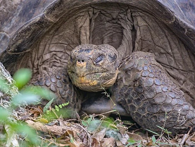 The Giant Galapagos tortoise
.
#tortoise #galapagosislands #travel #travelphotography #photography #photooftheday #worldtraveler #thewander #wanderlust  #picoftheday #travelling #instapic #worldtraveler #travelgram #aroundtheworld #beautifuldestinati