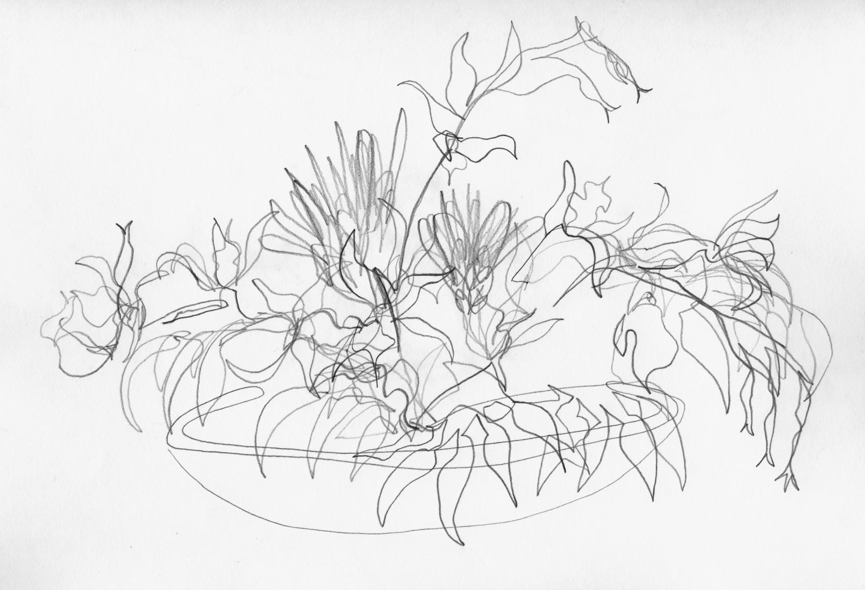   Blind contour drawing of plant  