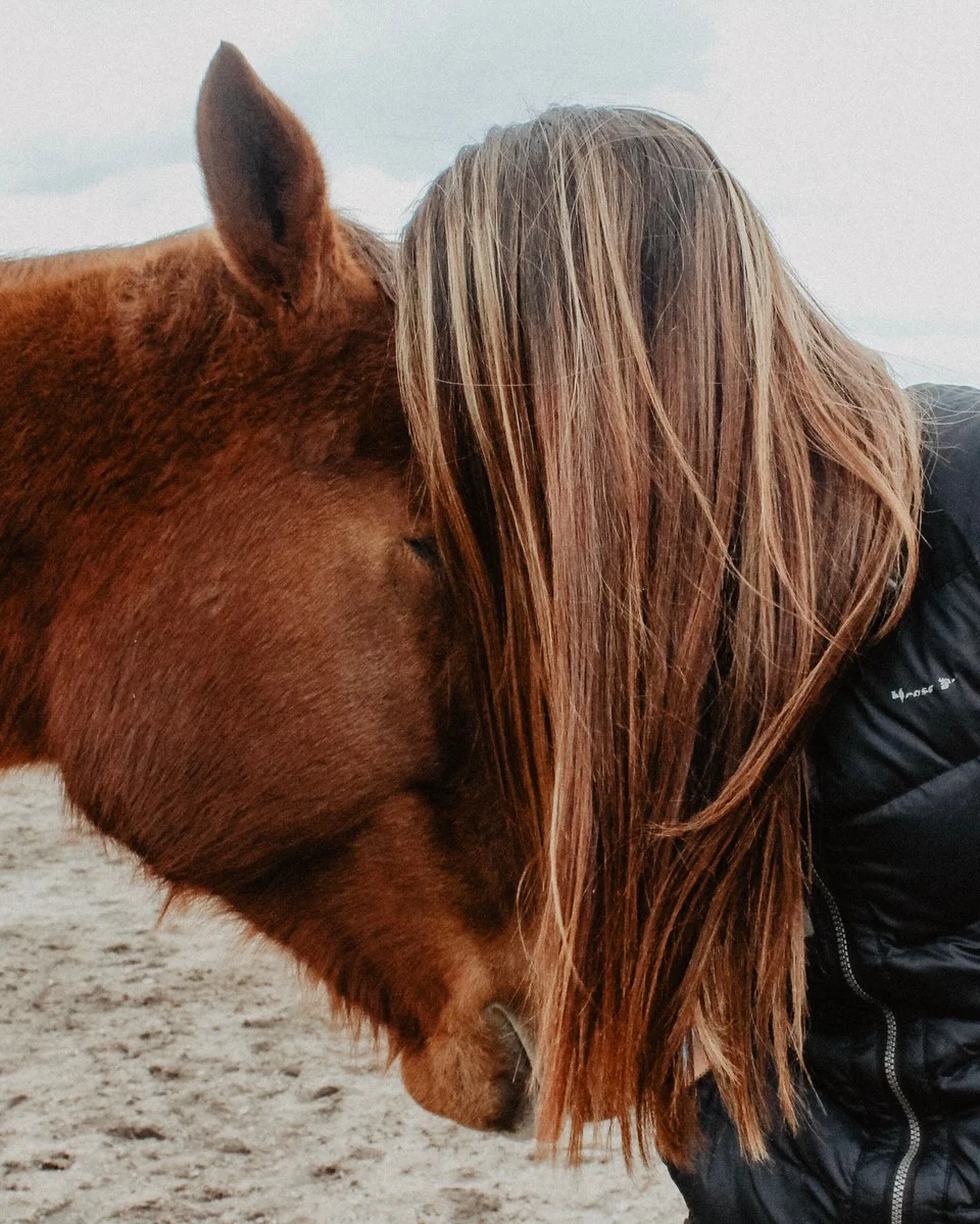 An Open Letter to The Horse