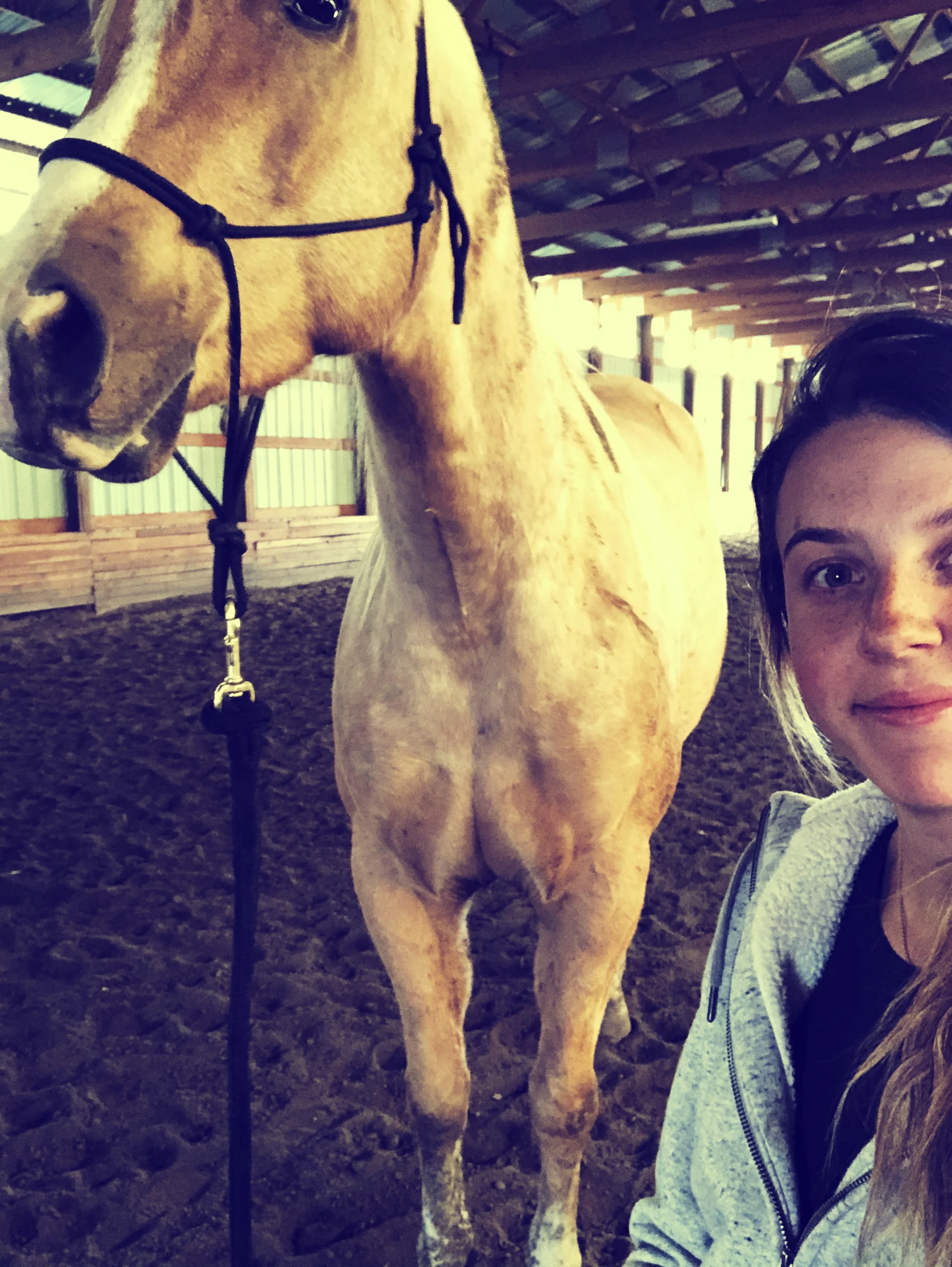 How I Begin the Horse-Trainer Relationship