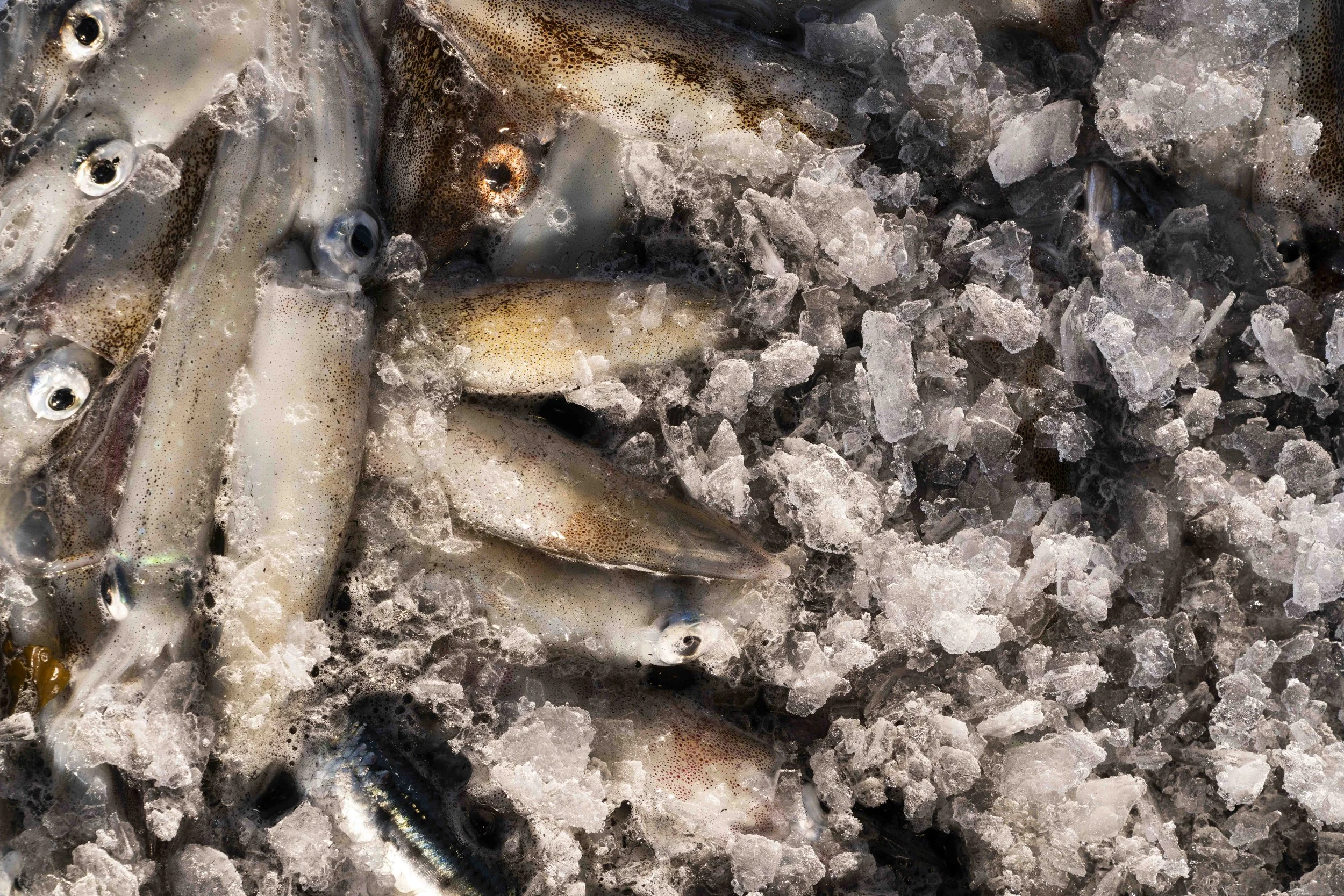 MSC_KORTHAVENS_LONG BEACH 113023_335.JPG