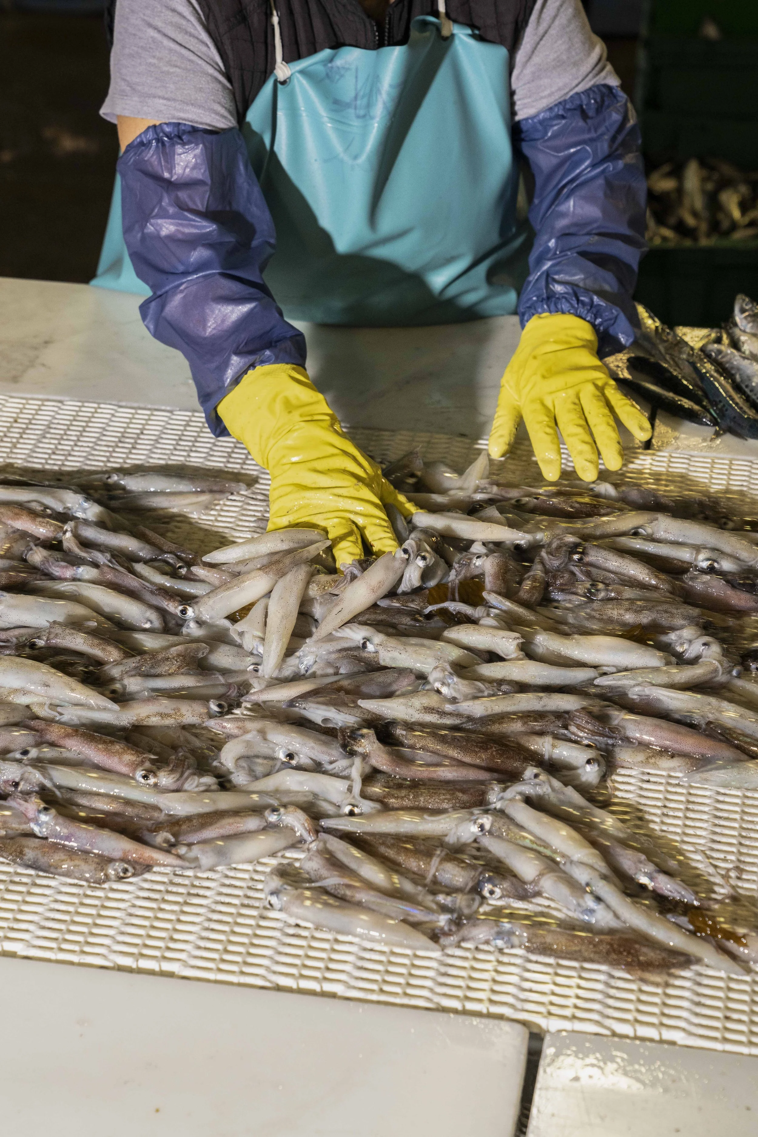 MSC_KORTHAVENS_LONG BEACH 113023_432.JPG