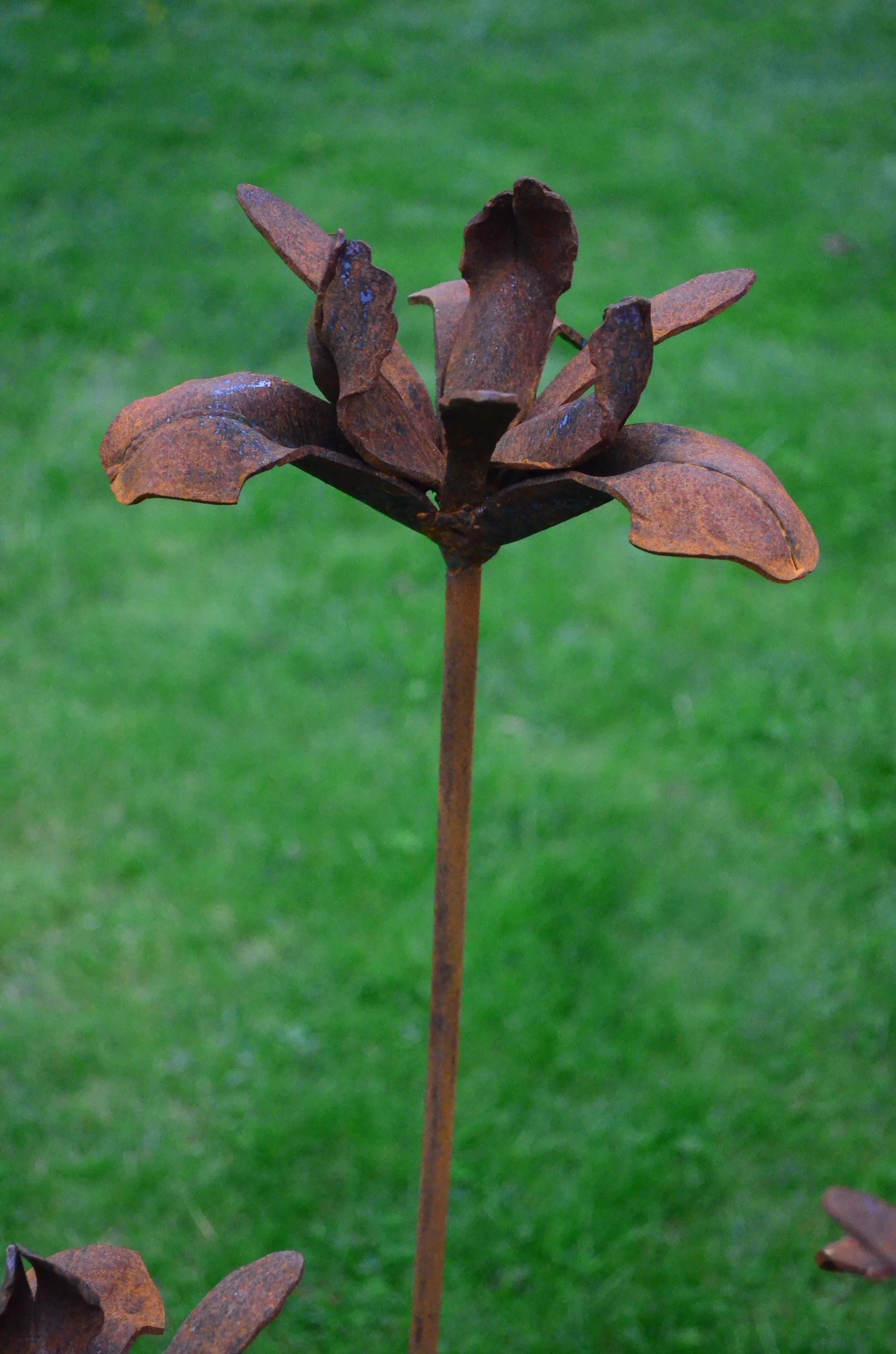 Corten steel Iris