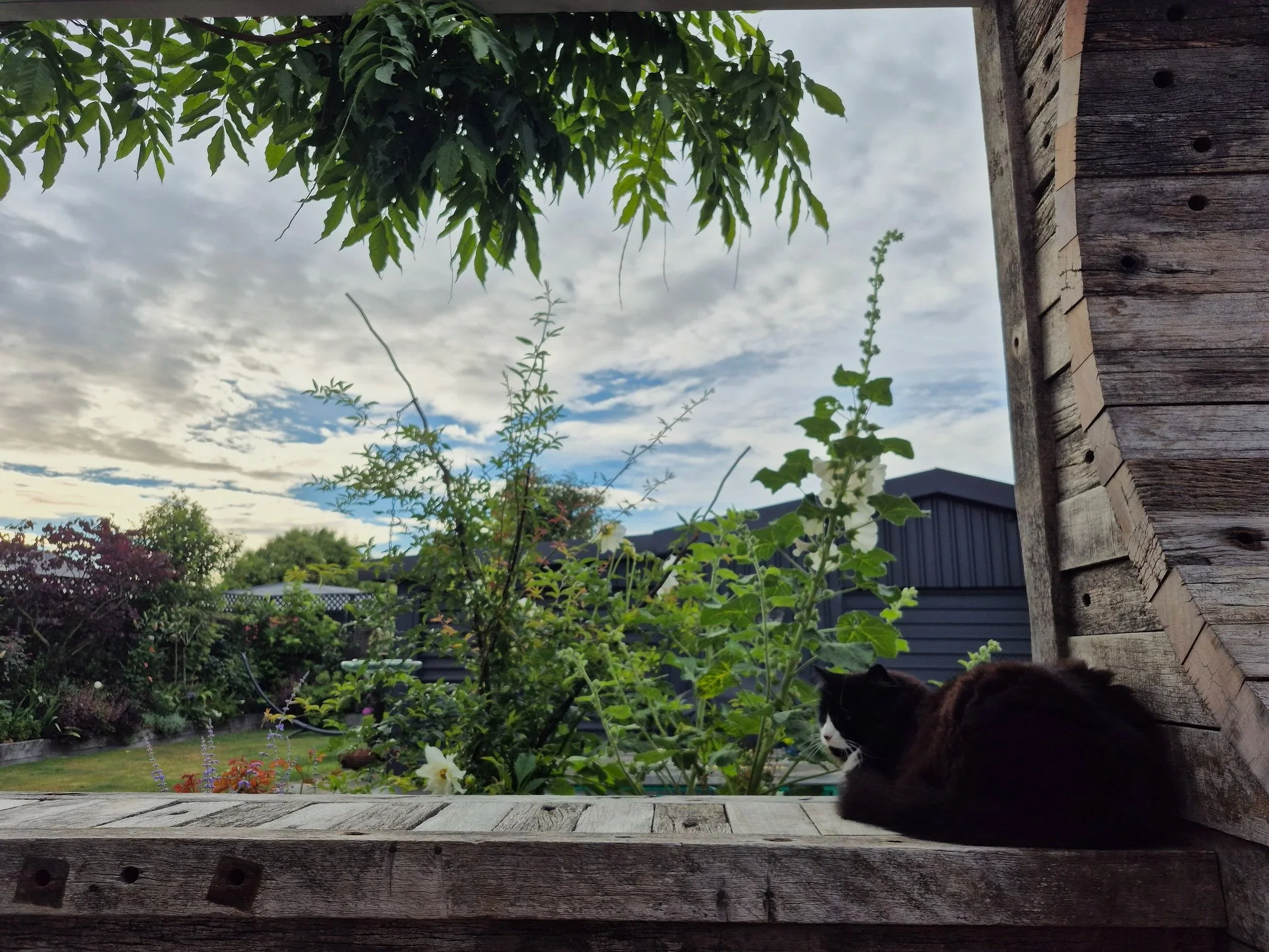 View of a backyard garden with various plants, trees, and a partially cloudy sky. A black and white cat is sitting on a wooden deck, partially visible at the lower right corner.