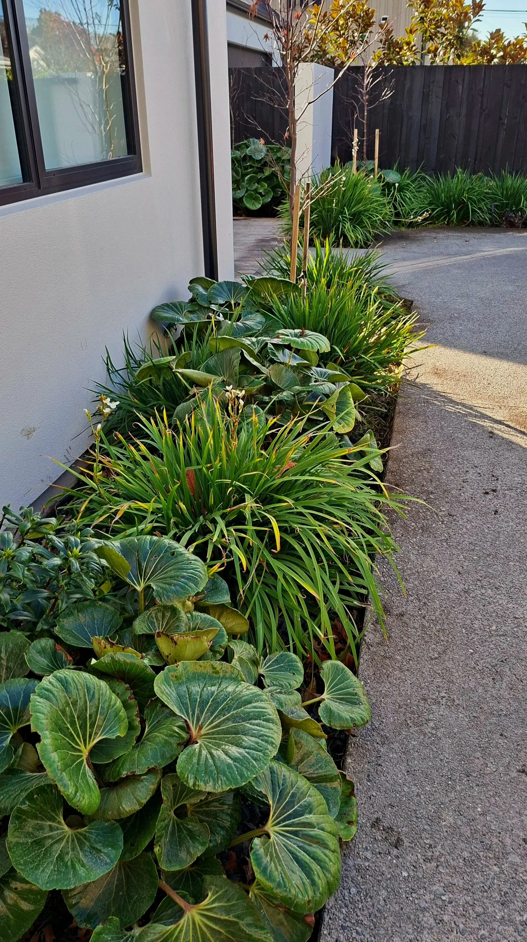 A garden bed with large leafy green plants, some with prominent veins, next to a beige wall of a building. Young trees with thin trunks and sparse branches are supported by stakes, with more greenery and a fence in the background.