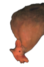 Chicken hanging upside down.