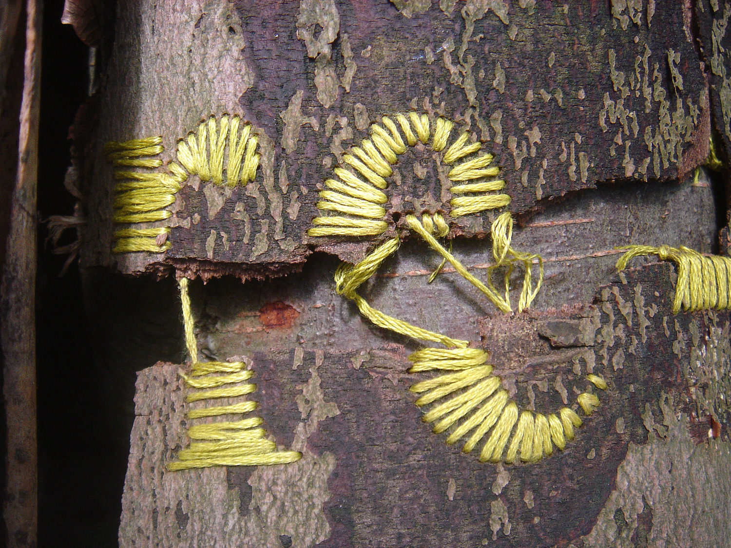 Acer, Detail, drilled and stitched bark (After 1 month) 1500.jpg
