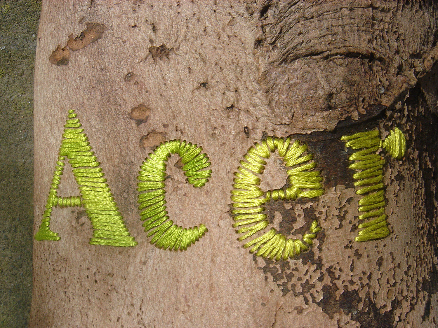 Acer, Detail, drilled and stitched bark 1500.jpg