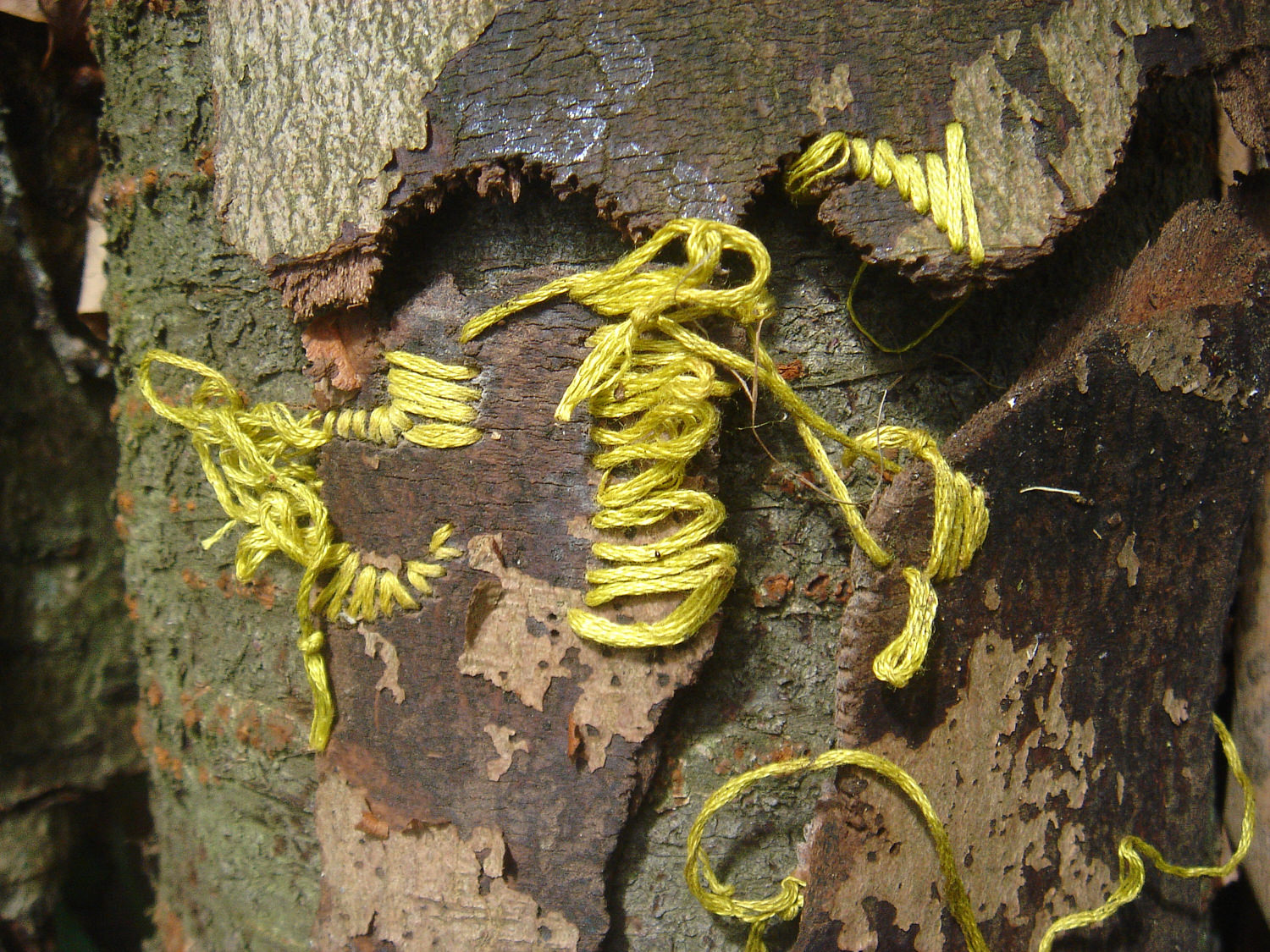 Acer, Detail, drilled and stitched bark (After 3 months) 1500.jpg