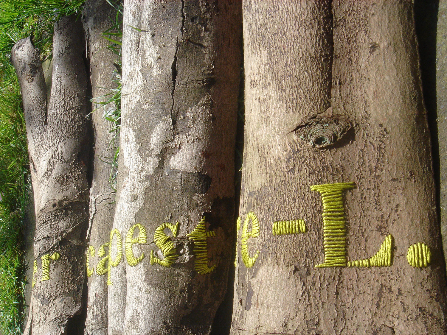Acer, drilled and stitched bark 1500.jpg