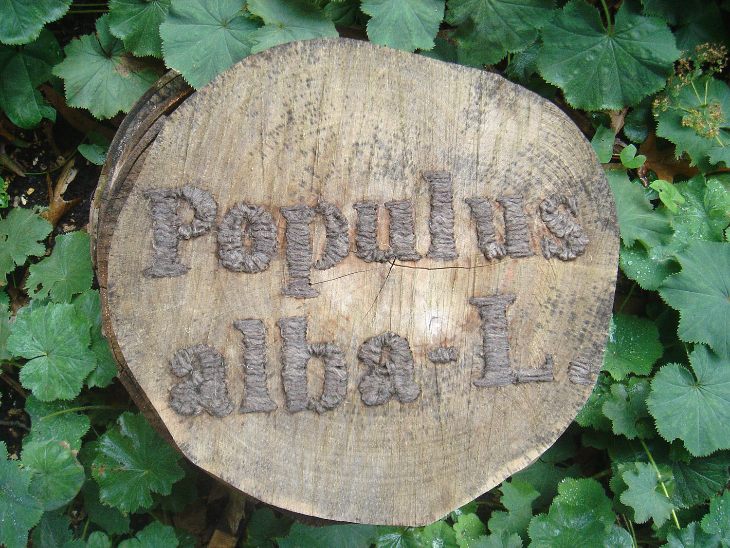 Populus, 55cm x 55cm x 15cm, drilled and stitched wood (after 1 month) 1500.jpg
