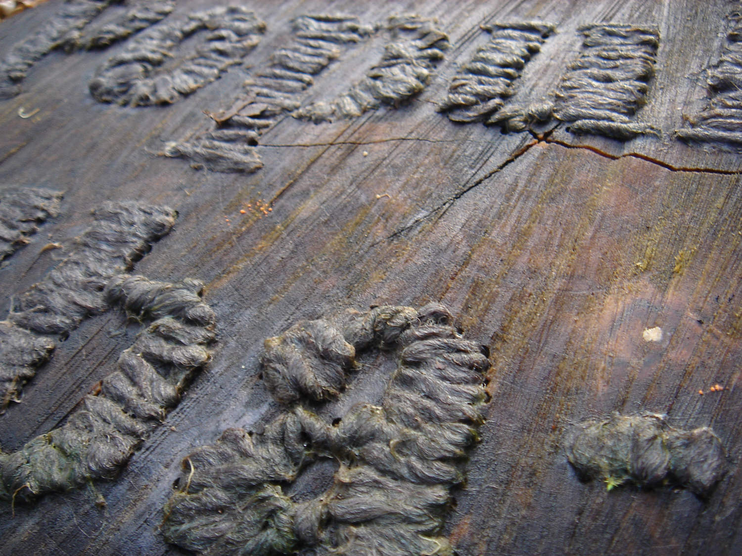 Populus, 55cm x 55cm x 15cm, drilled and stitched wood (After 3 months Detail) 1500.jpg