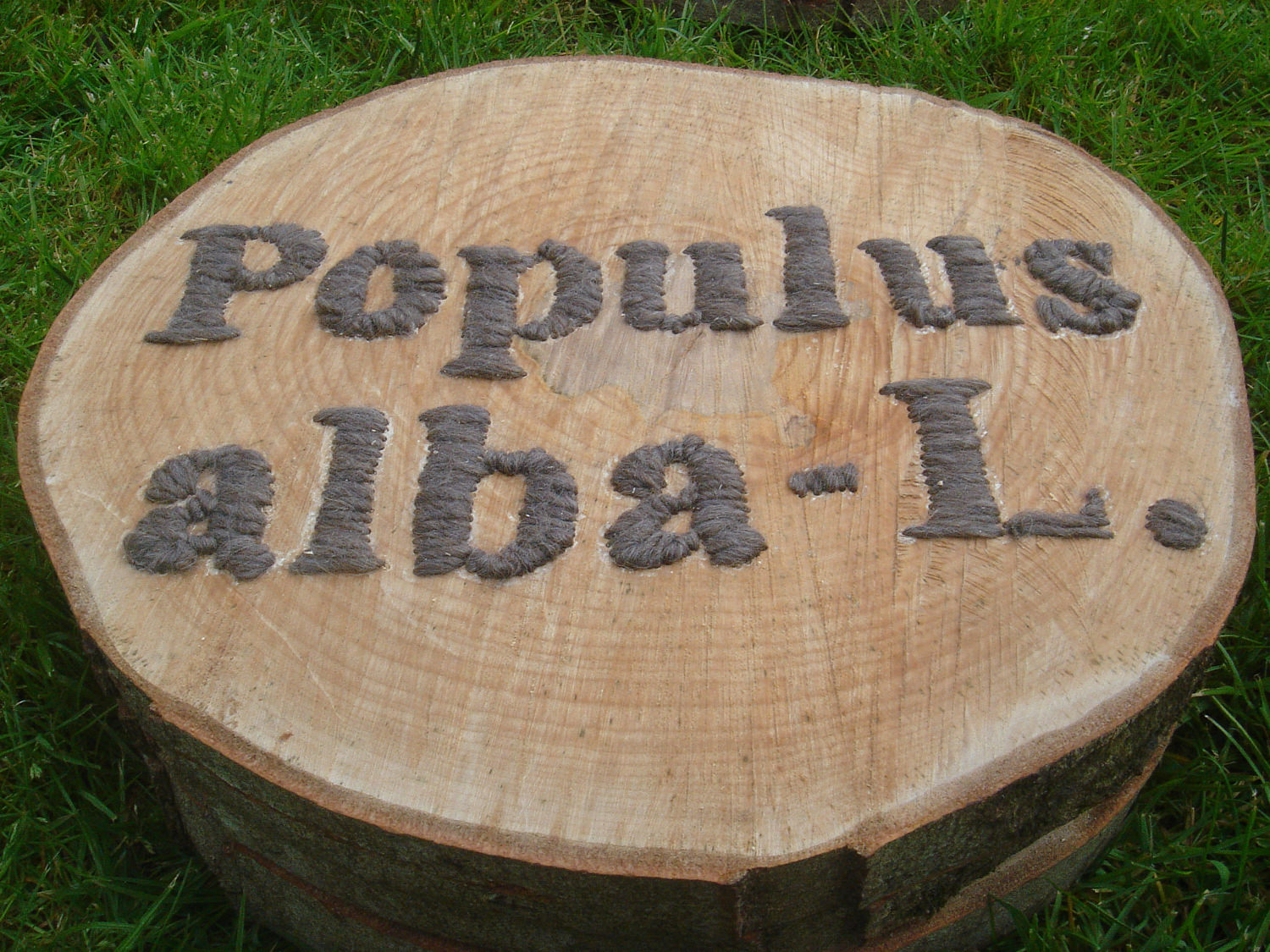 Populus, 55cm x 55cm x 15cm, drilled and stitched wood 1500.jpg