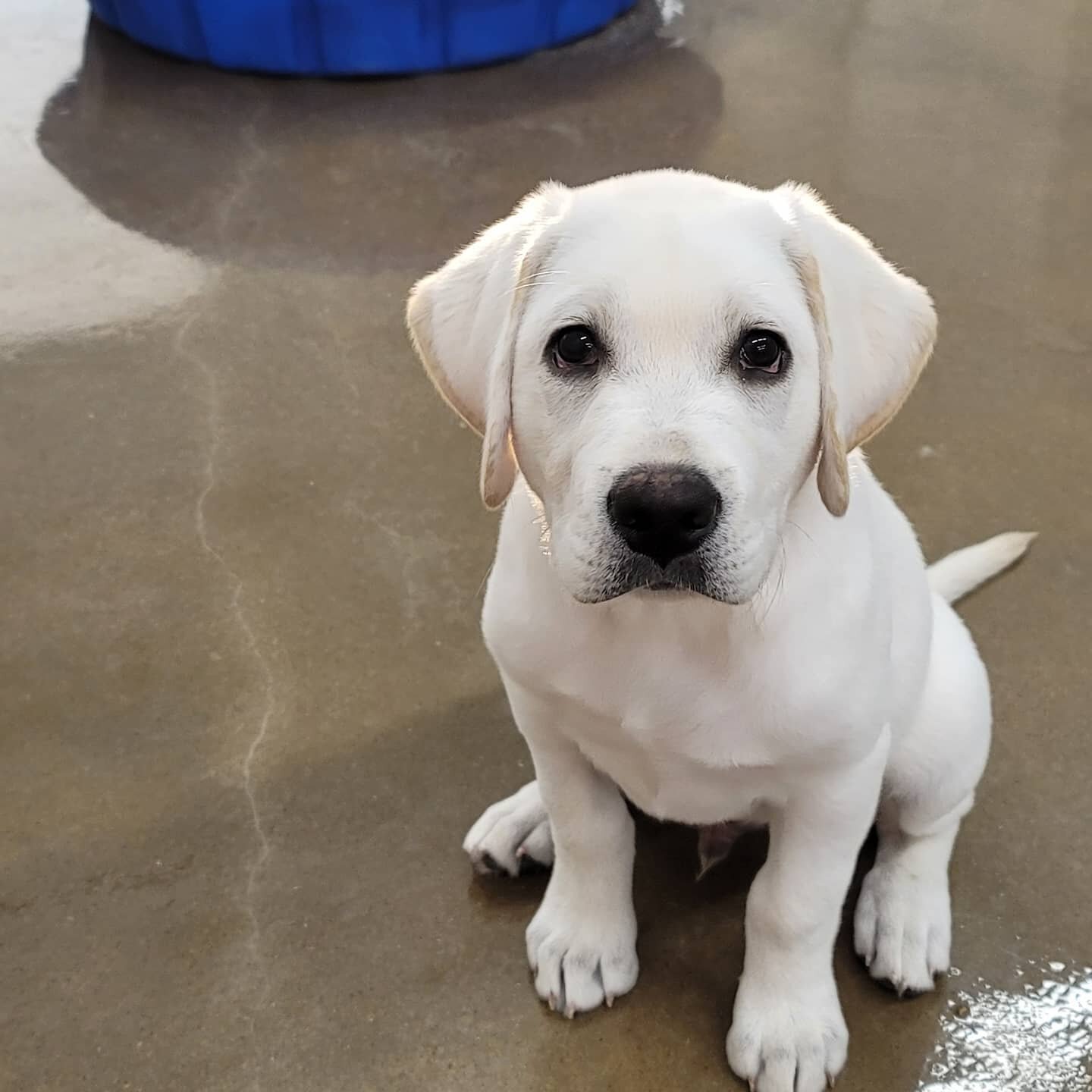 Soooo this little gem of a pup goes by the name Ruger. He is one of our regulars and is such a joy to have every week. He is about 4 months old and is a white lab. He is growing like crazy!!! His parents say they love bringing him because daycare wea