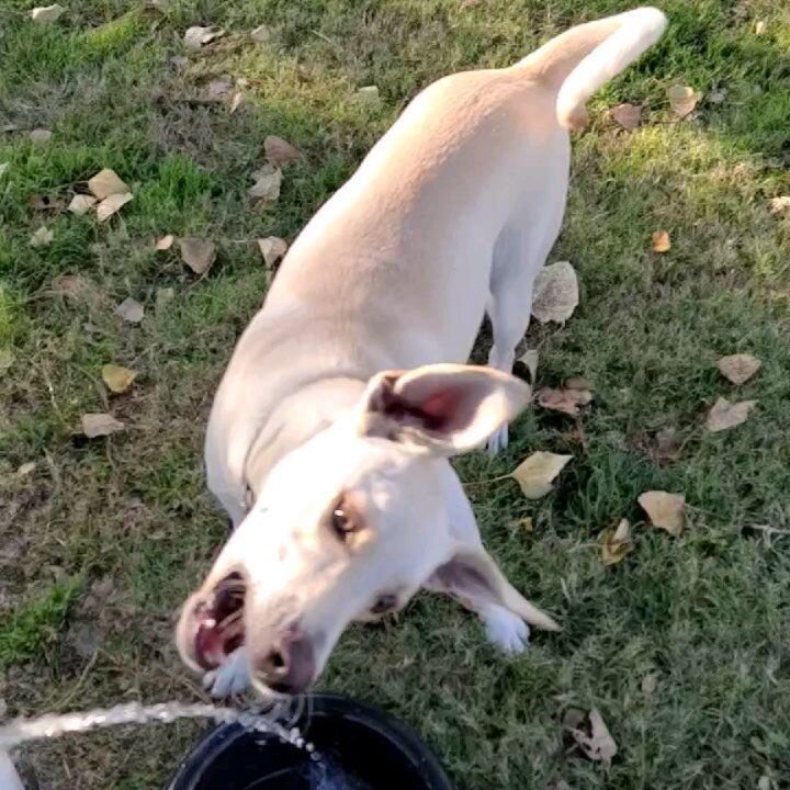 Seven loves water and toys and I love these slow motion videos! Happy Friday!
.
.
.
.
Tags 
.
.

#Prosper #Texas #Celina #Aubrey #Savannah #LittleElm #Dog #dogsofinsta #DoggyDaycare #DogBoarding #ArtificialTurf #dogs #pups #puppies
#boarding #prosper