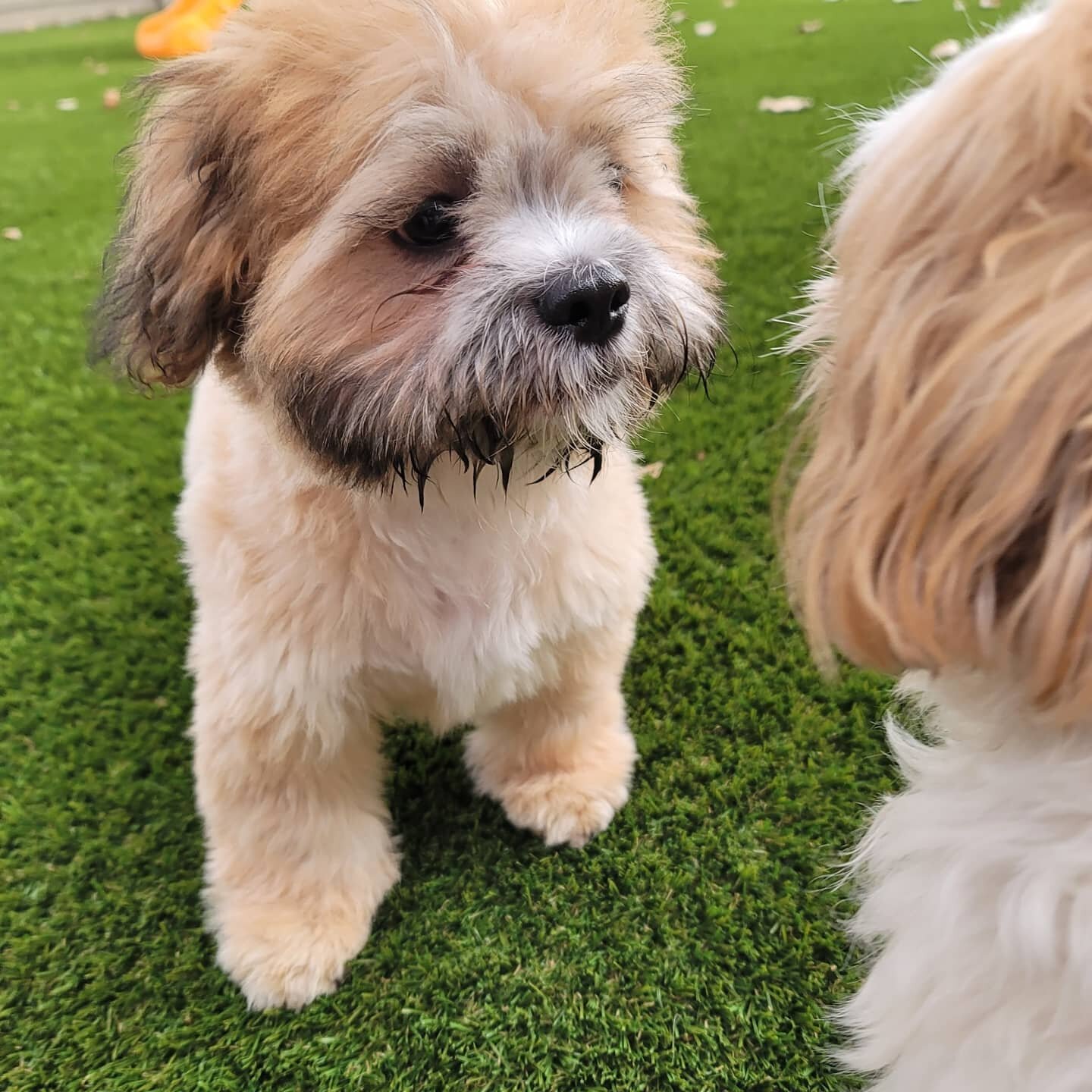 This adorable nugget is Toby and yes he's as soft as he looks. He is a Shih-Poo and is still a puppy. These are some pictures from his temperament test as well as today. The other Shih Tzu is Mason and he's a senior. Both of these cuties have lots of