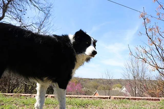 Dog #dog #dogs #bordercollie