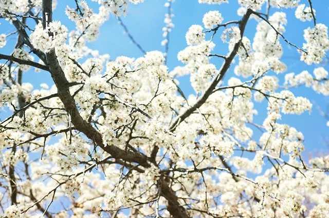 #tree #texastrees #springtime #springtreesareblooming