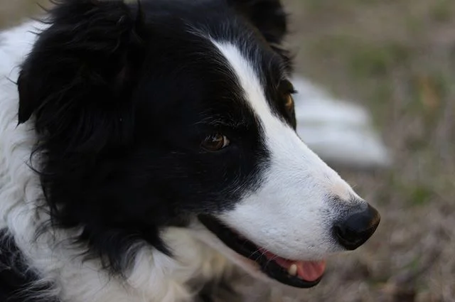 Messing around with 50 mm prime lens. #bordercollie #dog #50mm #50mmphotography #50mmlens #canon #texasdog #canon80dphotography