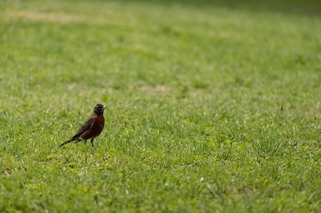 Bird #bird #birds