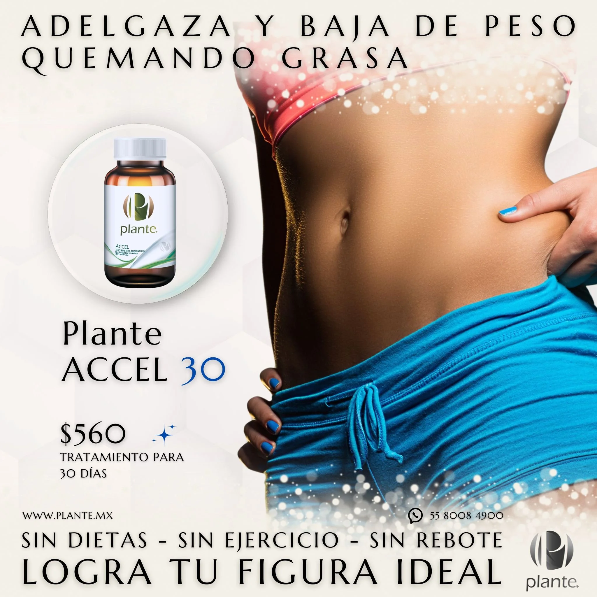 Plante Accel30