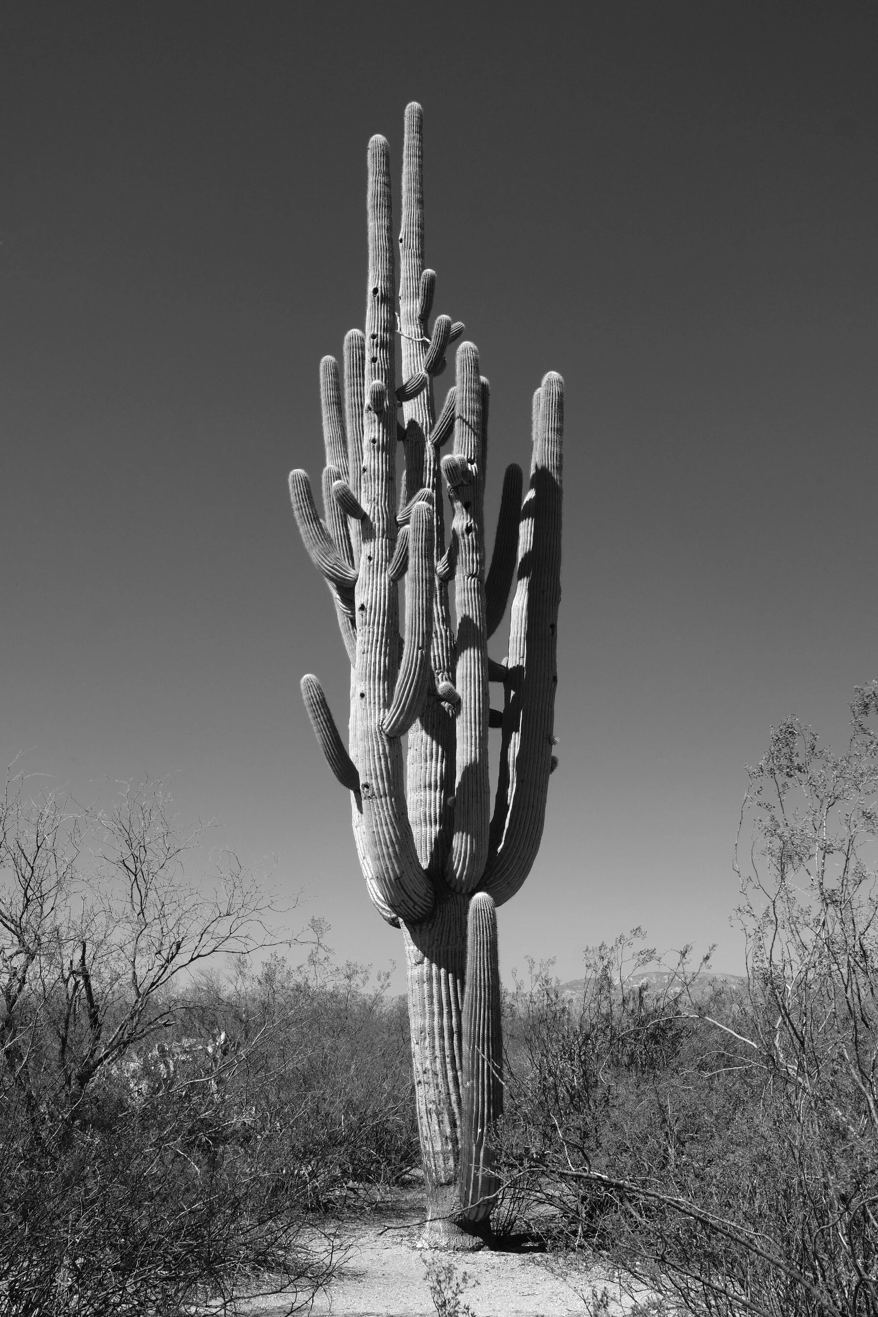  Saguaro National Park East, Tucson AZ 