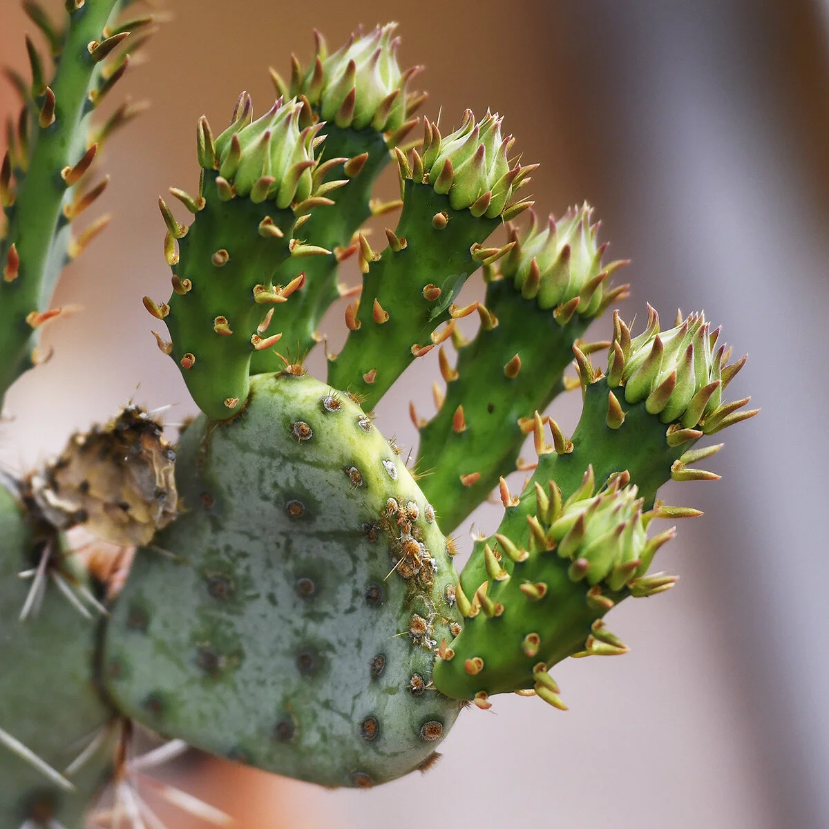  Prickly pear cactus, Tucson AZ 