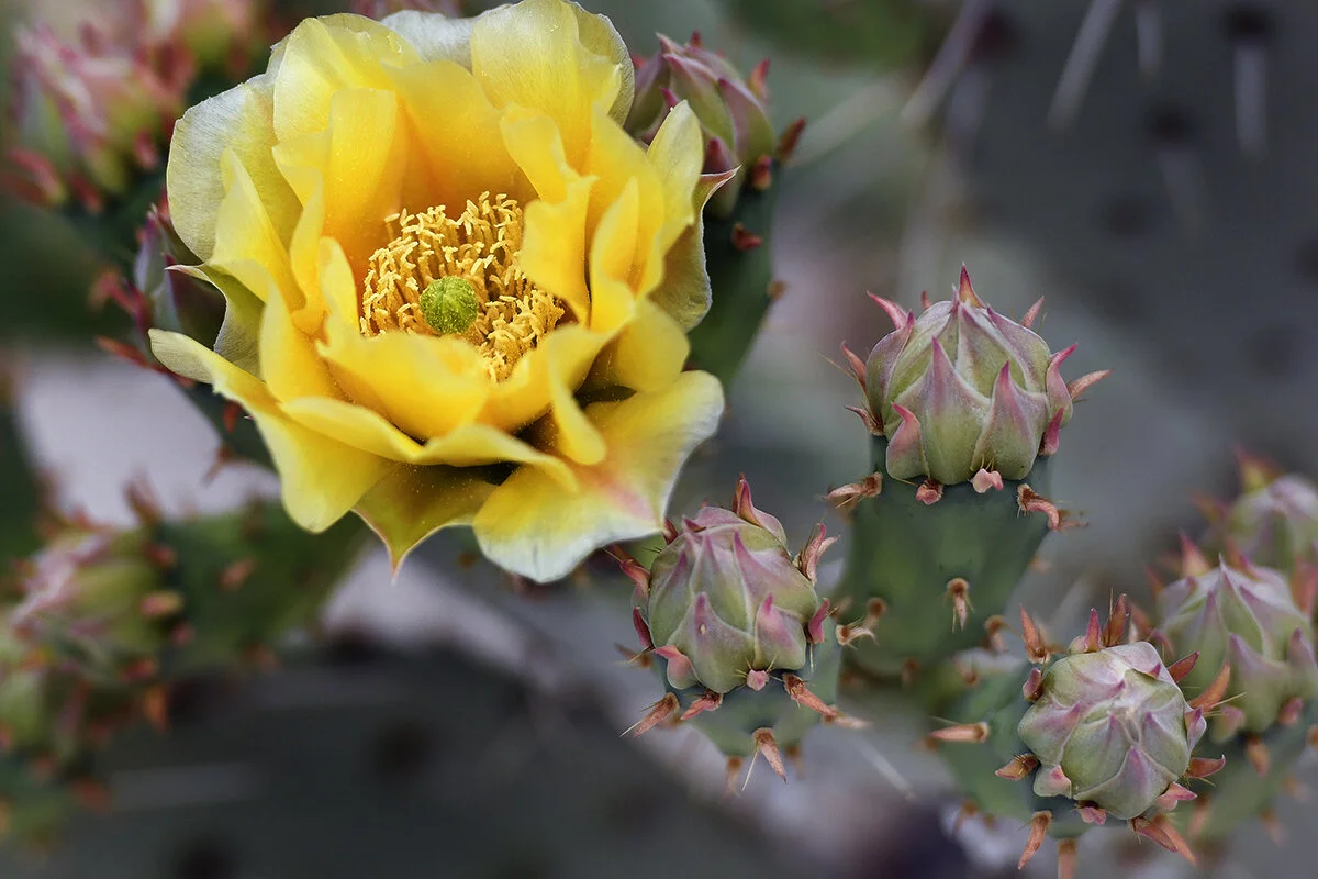  Cactus flowers, Tucson AZ 