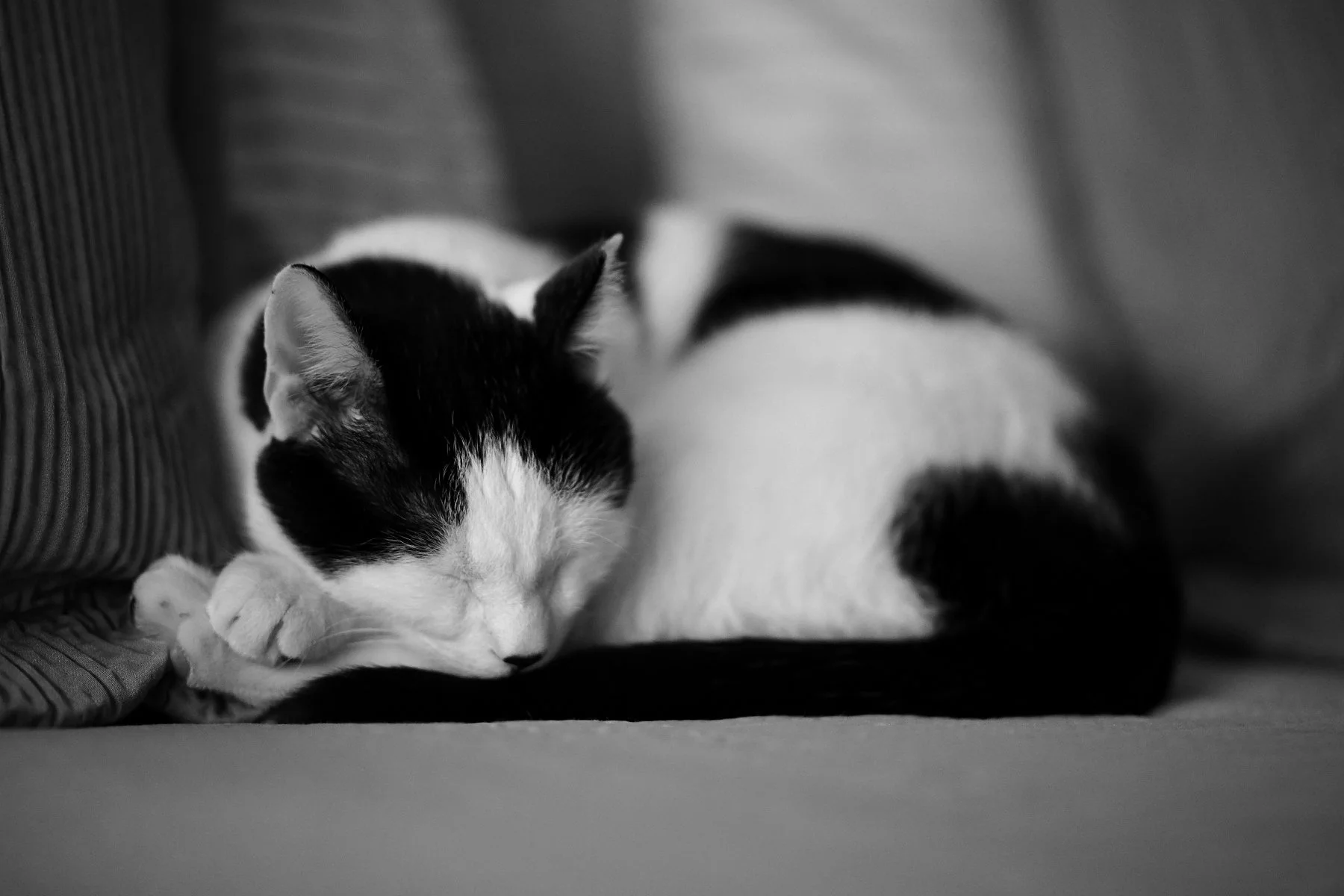_JH02096.JPG