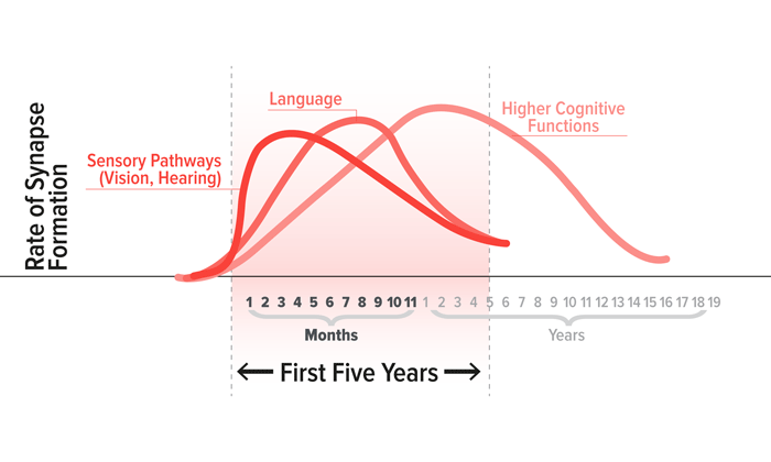 FIGURE 2 <Neural circuits mature at different times, occur in a sequential fashion, & are built upon previously established circuits>Source: C.A. Nelson, in Neurons to Neighborhoods, 2000
