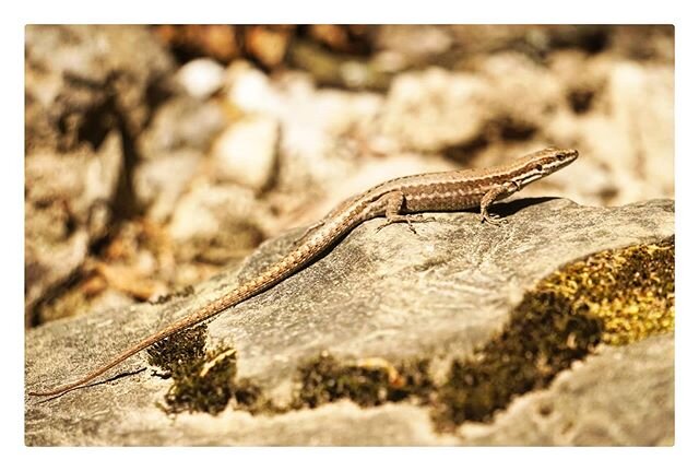 Nice to see so many of these gorgeous  lizards out enjoying the sun and respecting social distancing  guidelines today.
.
.
.
.
.
.
#wildlife #wildlifephotography #lizard #Switzerland #outdoors