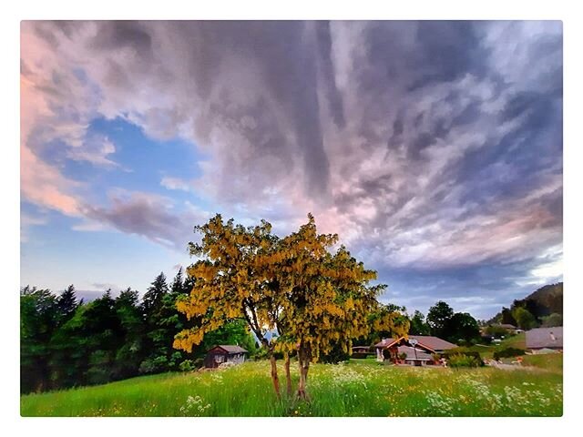 Sometimes a pretty tree and a dramatic sky is all that is needed.