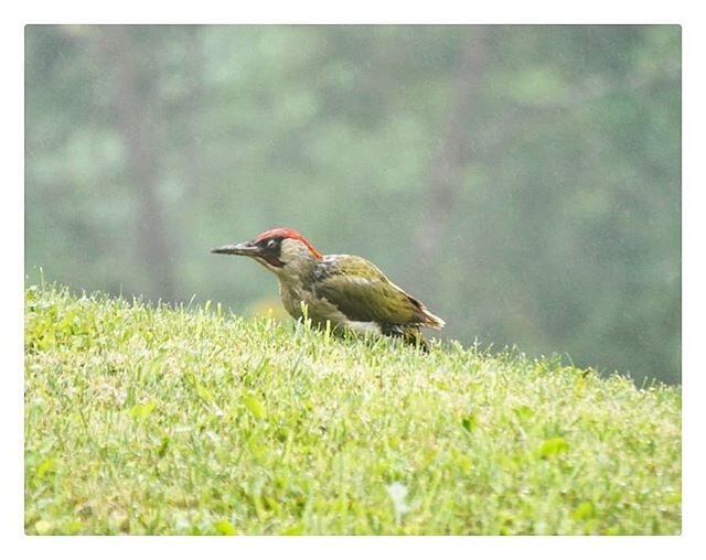I enjoyed watching this woodpecker visit today. He didn't seem to mind the rain as he feasted on ants in the garden.
.
.
.
.
.
#wildlifephotography #woodpecker #eurasiangreenwoodpecker #switzerland #villarssurollon #birds #swisswildlife