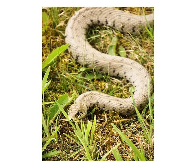 This surprise visitor appeared in the garden today and hung around long enough to pose for a few photos. The first time I have seen a grass snake up here. .
.
.
.
.
.
#snake #switzerland ##swisswildlife #wildlifephotography #wildlife #inmygarden #gra
