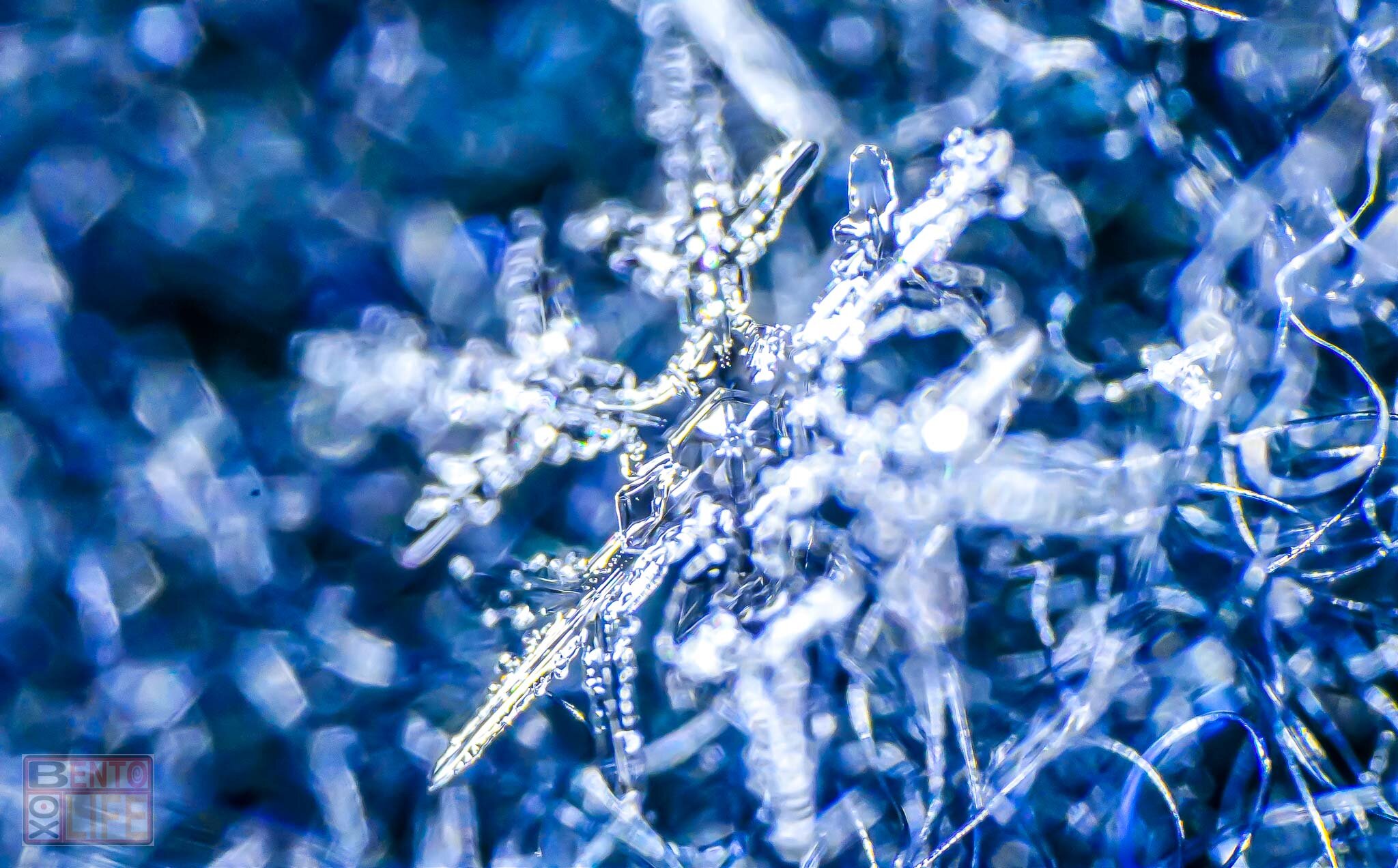 Snowflake-13.jpg
