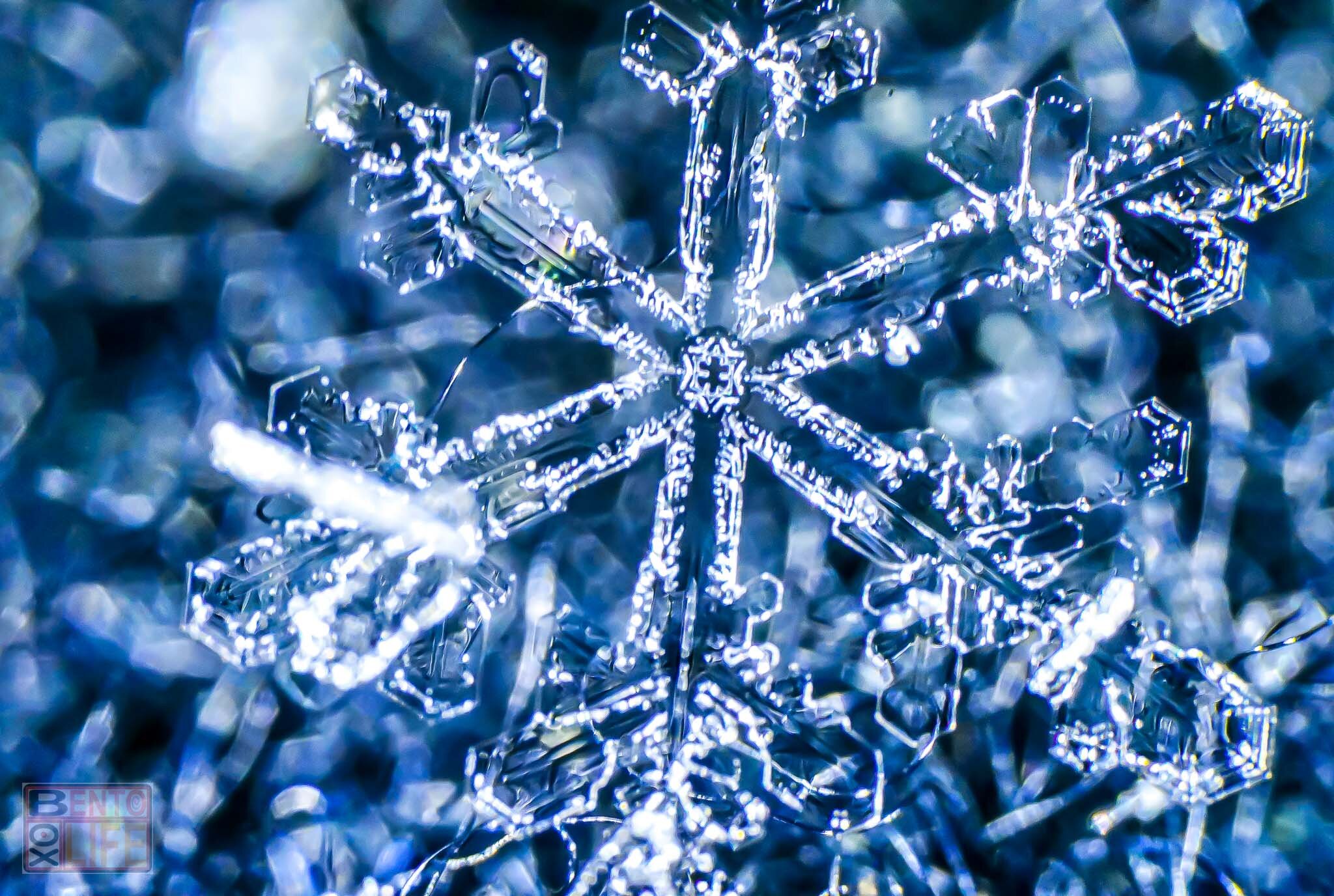 Snowflake-15.jpg