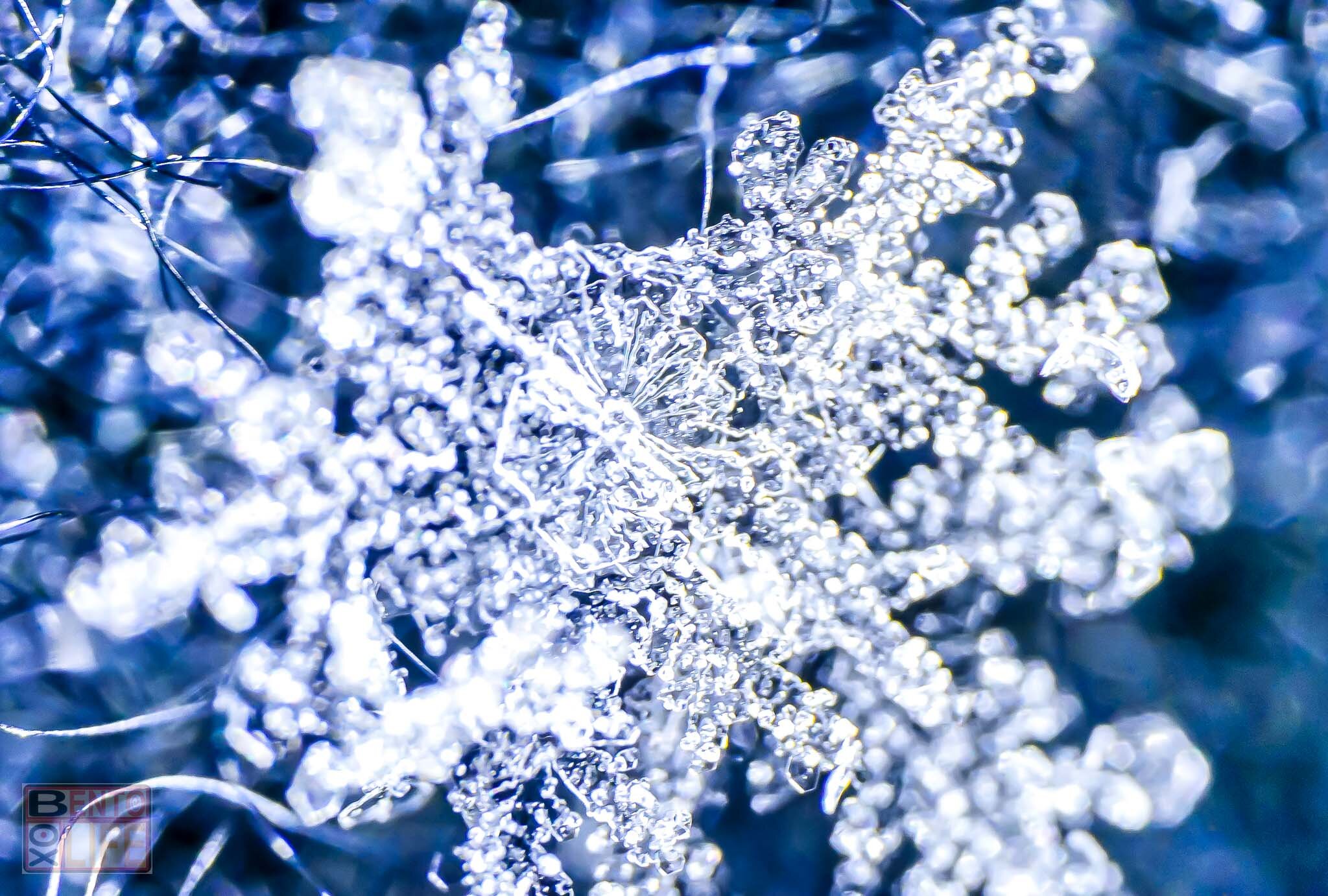 Snowflake-17.jpg