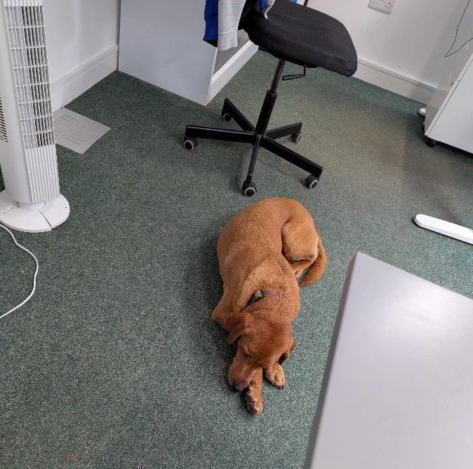 dog.jpg