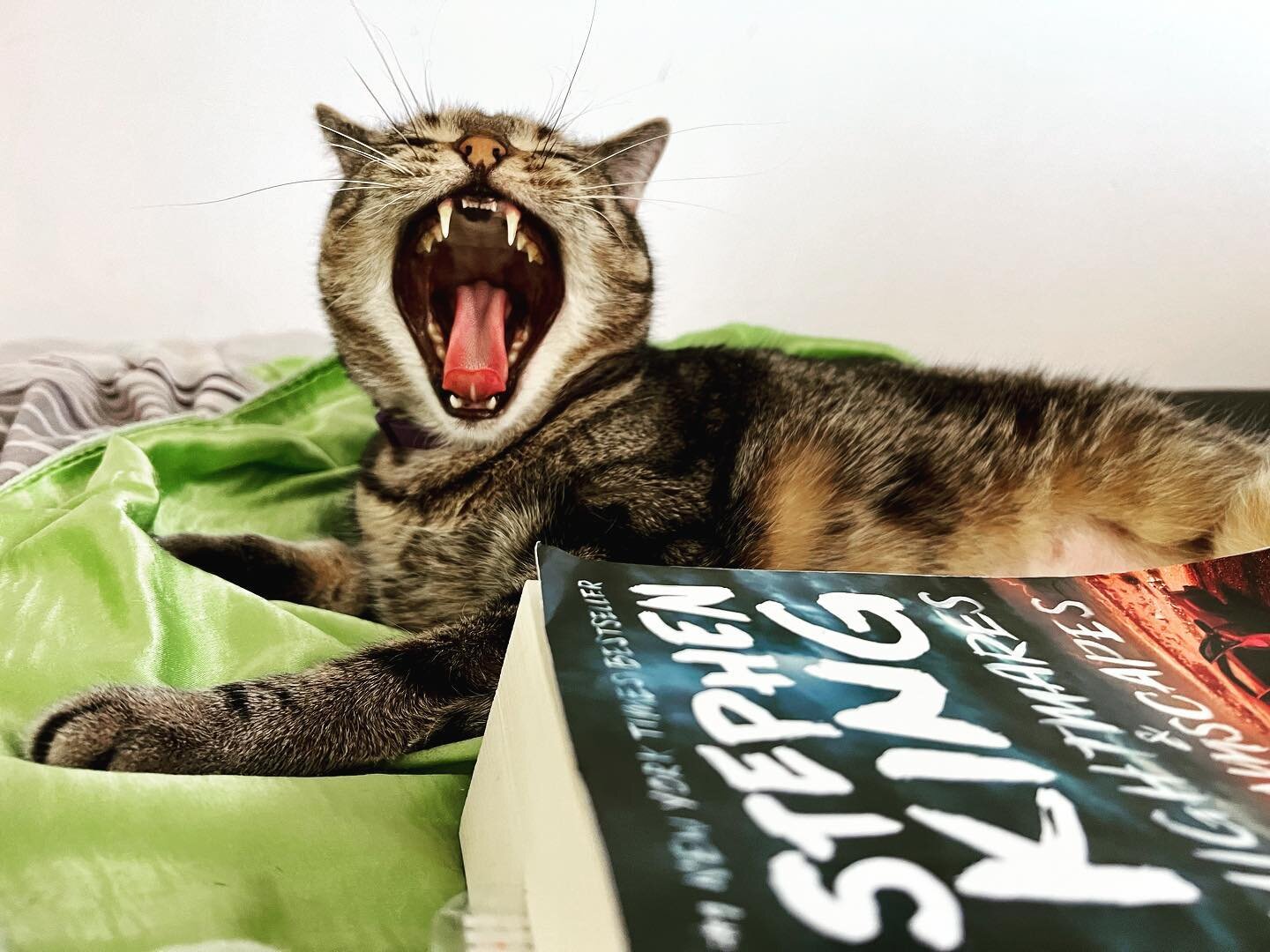 #booksandcats and #booksandcats