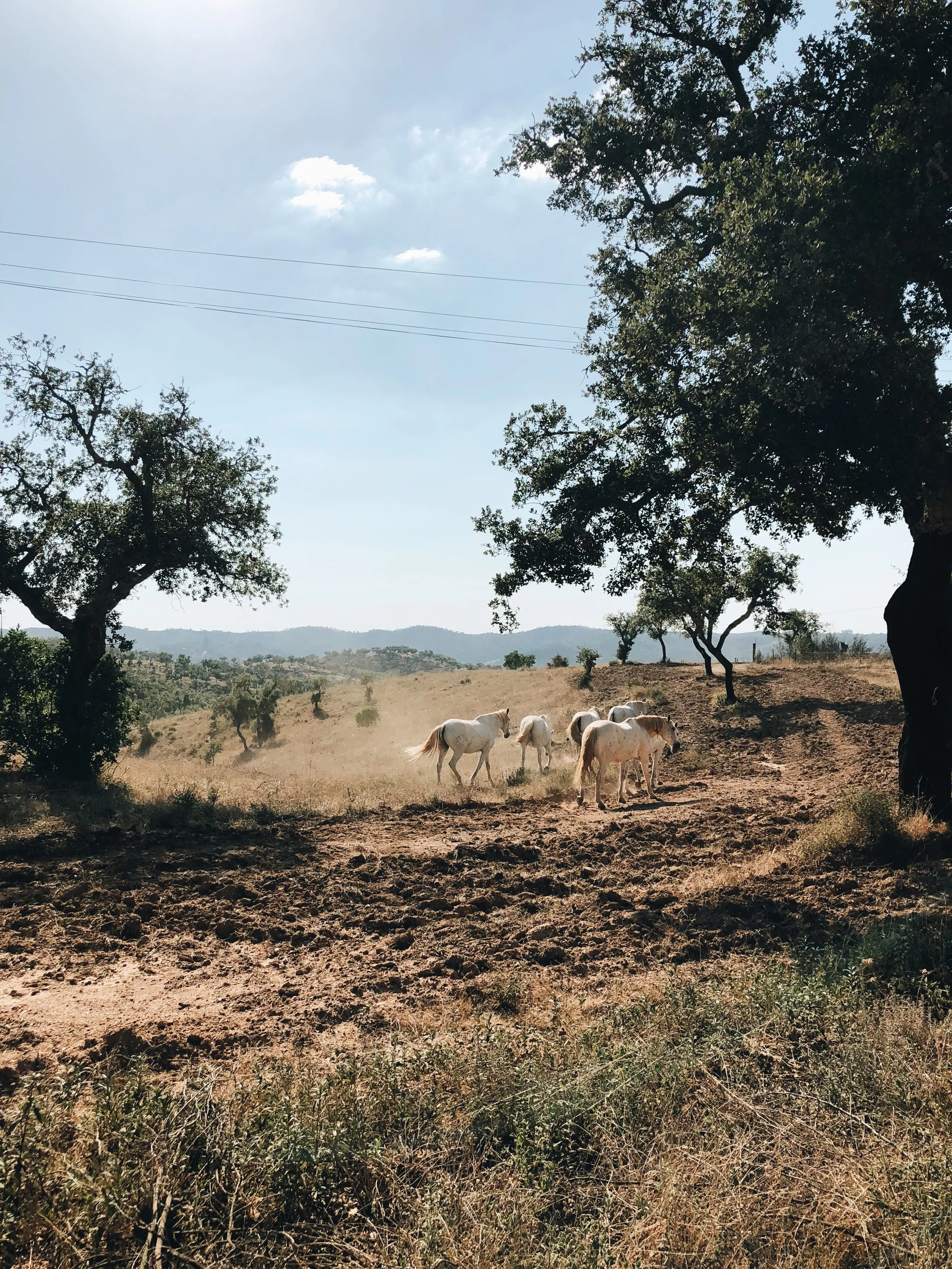 Monte Gois Country House (Almodôvar)