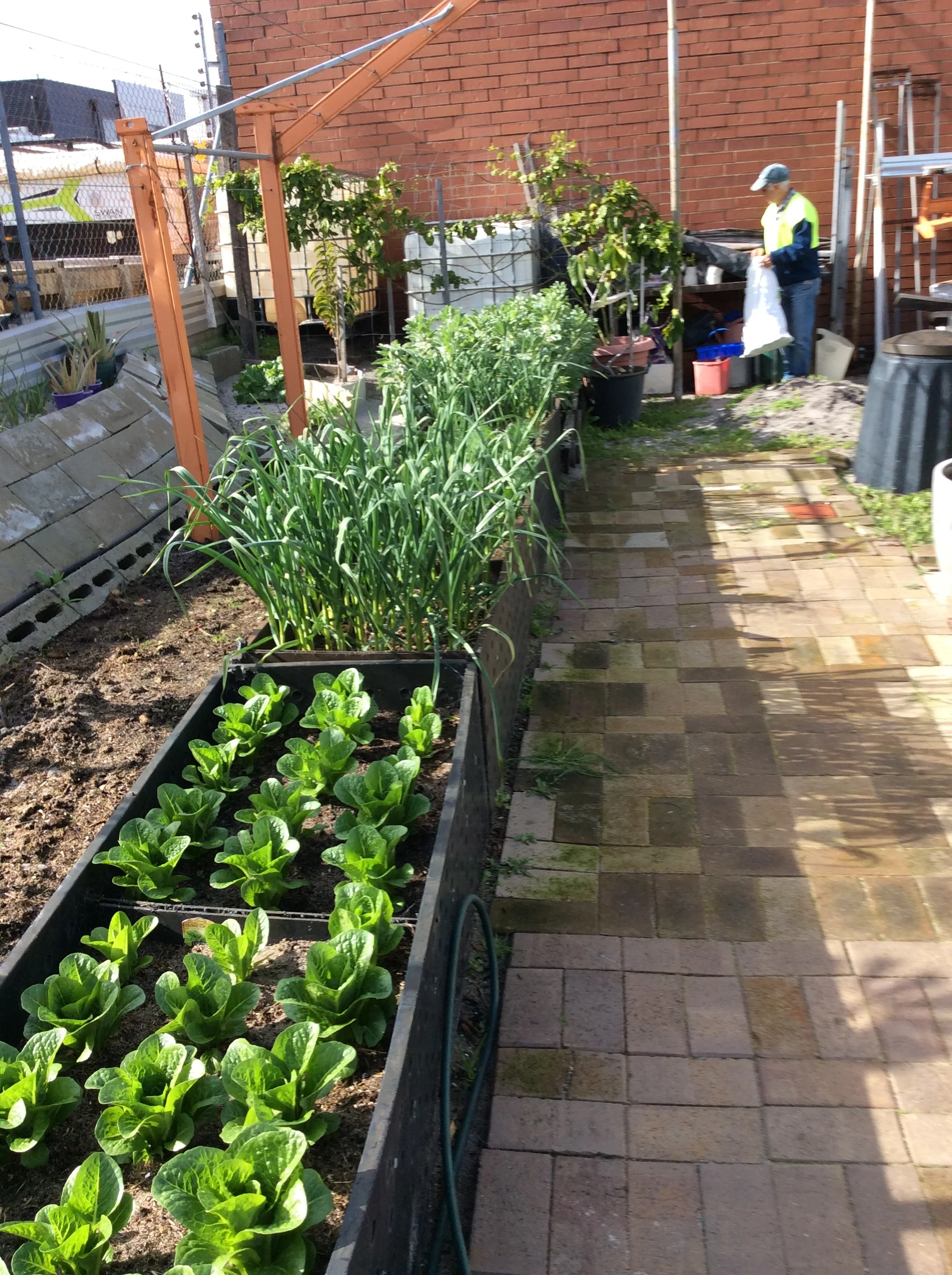 Belmont Men's Shed Garden