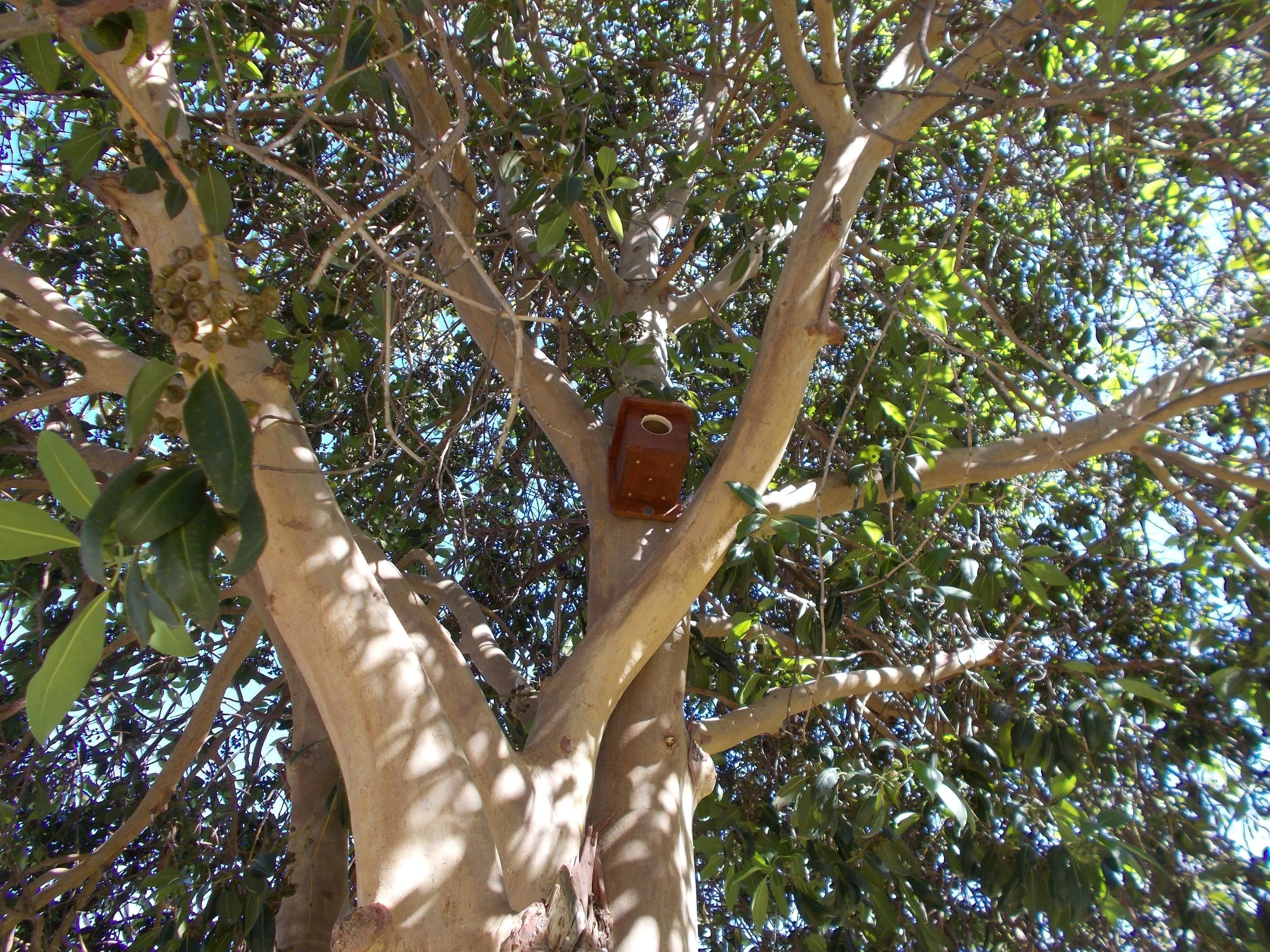 Parrot neswt box belmont 2026.JPG