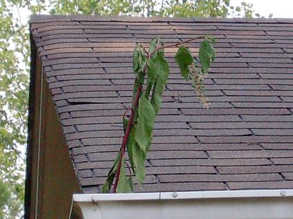 Debris Filled Gutters Can Deteriorate Soffits – But Makes A Nice Trellis in Mountain Brooke Home