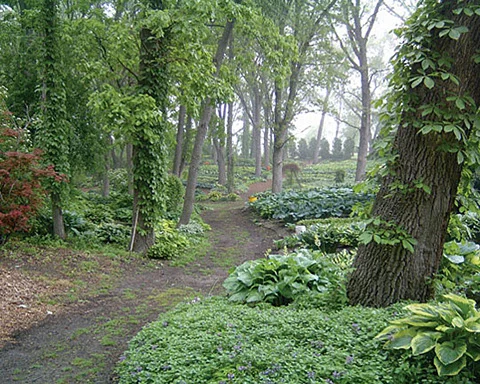 Arborteum 1.jpg