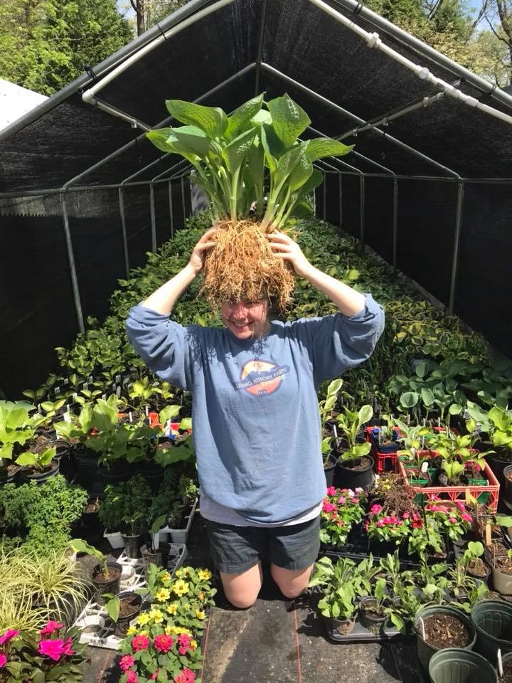 hosta pic 2.jpg