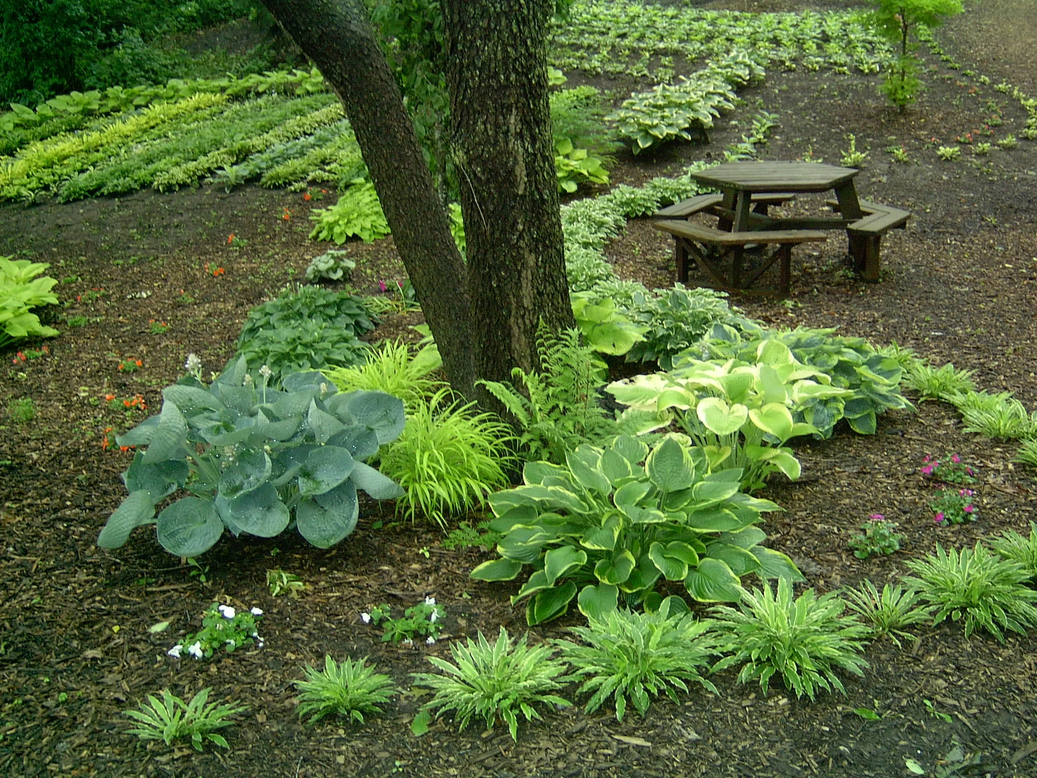 arboretum  toreno ford 097.jpg