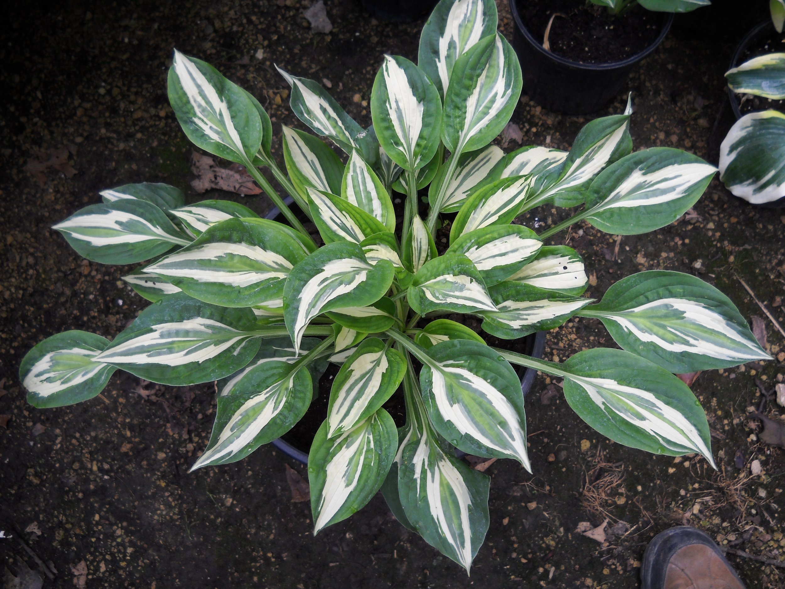 New Hostas 009.jpg