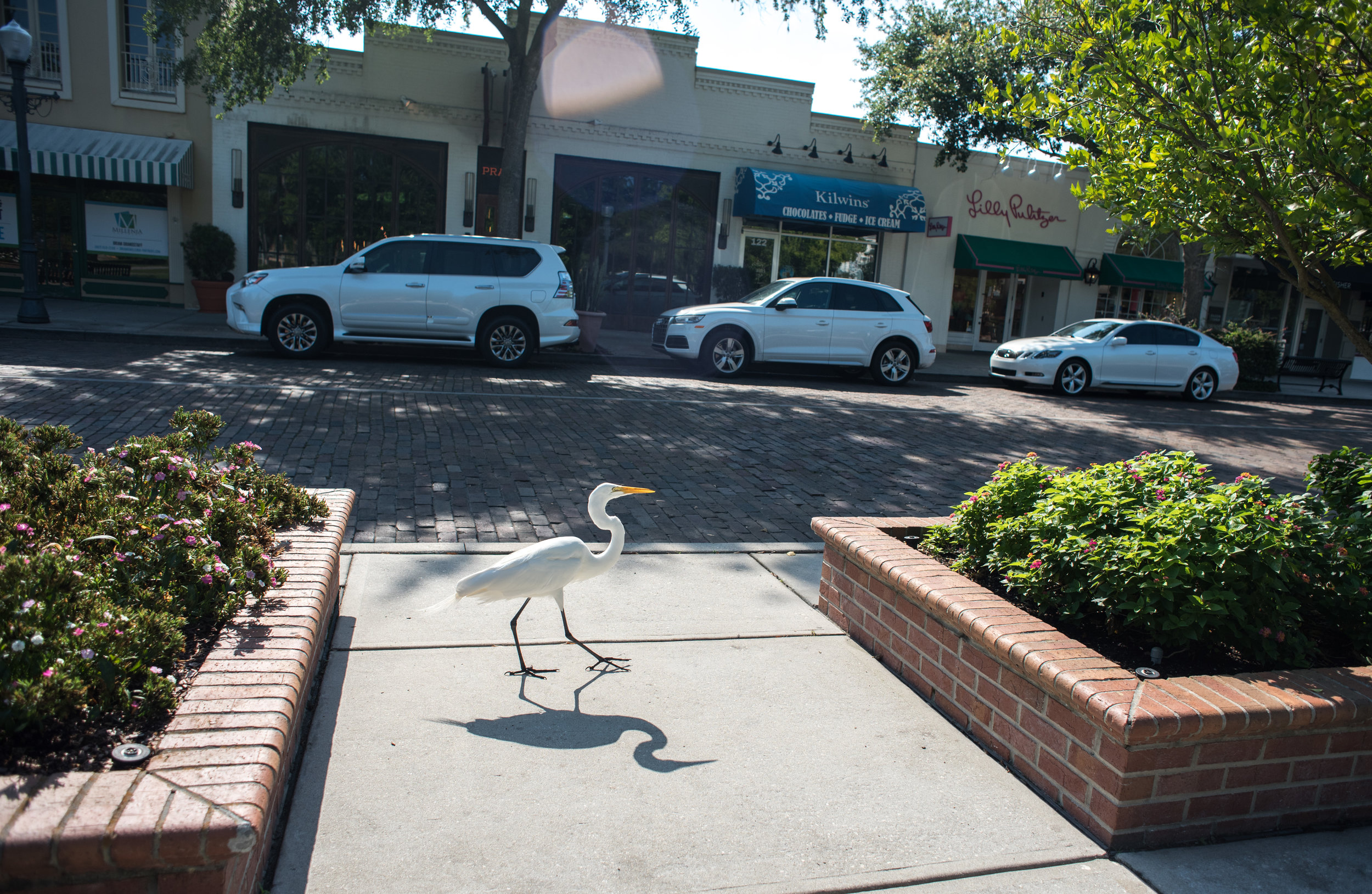 Egret on Park Ave, Winter Park, FL 32789