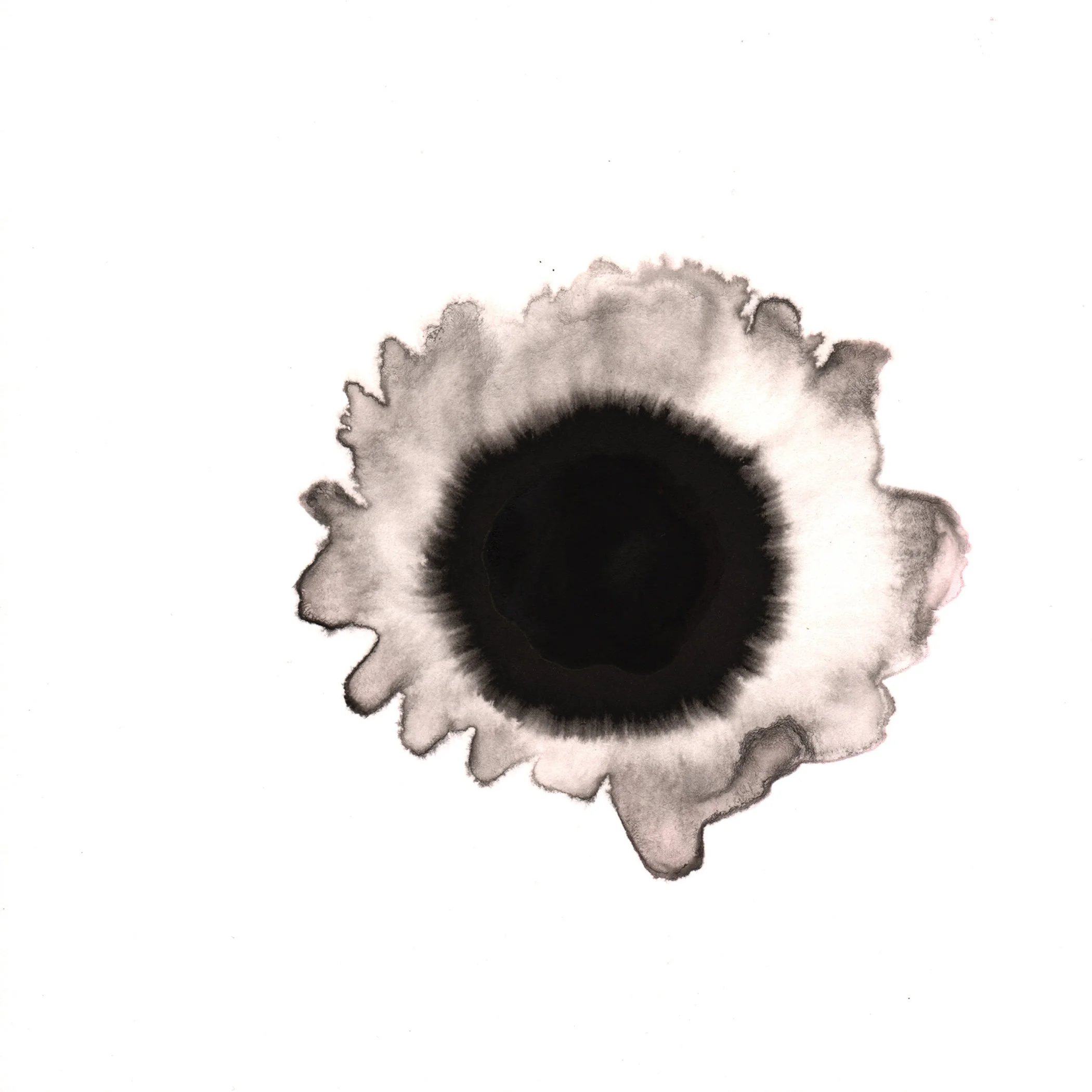 195.White.Anemone.8.22.14.jpg